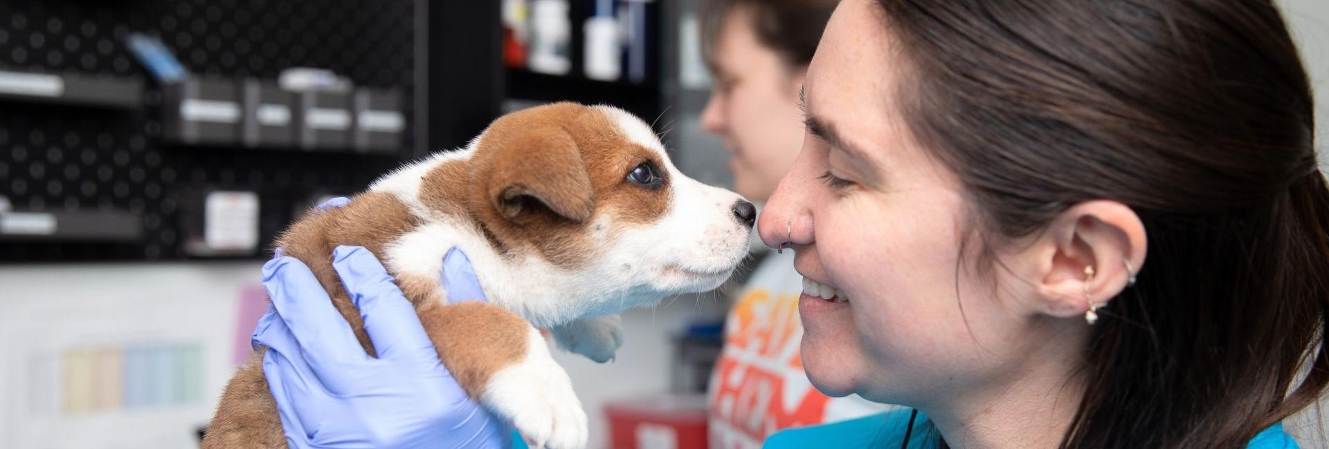 Woman in a surgical gown with a small brown and white dog kissing her nose